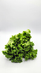 Fototapeta premium 양상추・レタス・lettuce