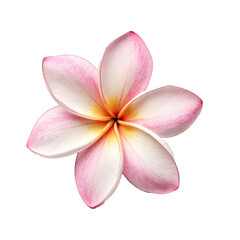Fototapeta premium frangipani flower isolated on white