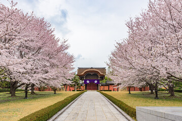 Sakura cherry blossoms in full bloom, Soji-ji Buddhist Temple, Kawasaki City, Kanagawa Prefecture, Japan