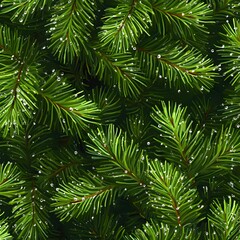 Obraz premium background of green pine needles with tiny dewdrops.