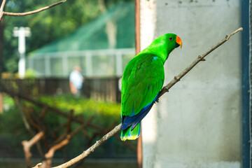 Vibrant Green Parrot Perched on a Branch in Natural Habitat