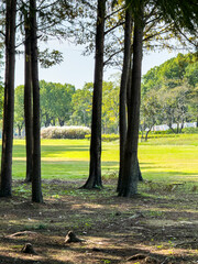 Serene Park Landscape with Lush Greenery and Tall Trees
