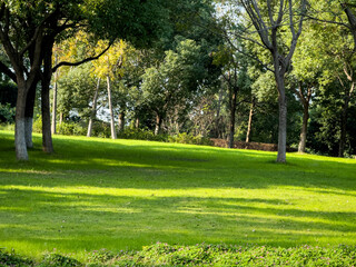 Tranquil Green Landscape Surrounded by Lush Trees and Sunlight