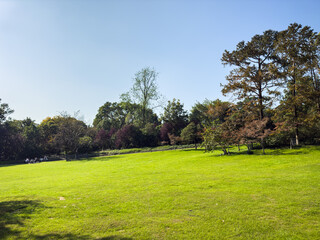 Tranquil Green Park Landscape with Lush Trees and Clear Sky