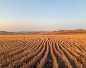 Golden Wheat Field with Swirling Patterns at Sunset Horizon