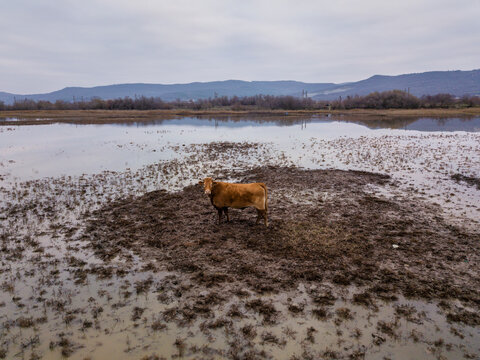 Aerial view of tranquil Lake Beloslav with grazing cow in serene wetlands, Denvya, Bulgaria.