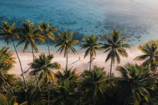 Aerial view of serene Mandel beach with tropical palm trees and crystal clear ocean, Totikum, Central Sulawesi, Indonesia.