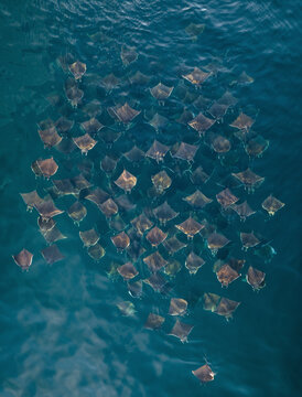 Aerial view of a beautiful group of mobulas swimming in the blue ocean, Baja California Sur, Mexico.