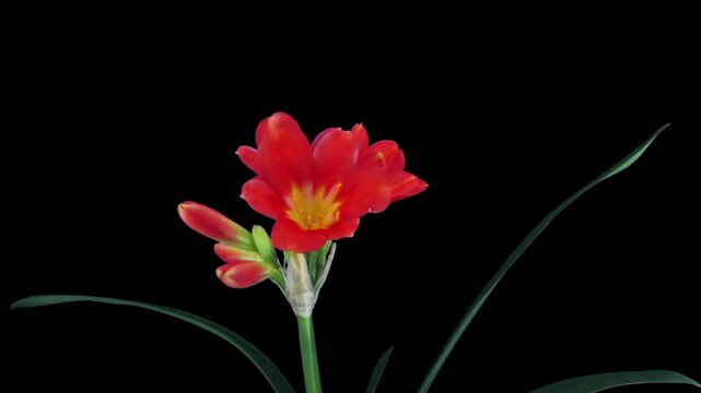 Time lapse of growing clivia Miniata flower