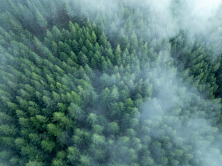 Aerial view of lush green forest with winding road and treetops, Porto da Cruz, Portugal.