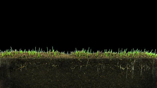 Time lapse of growing decorative Easter grass