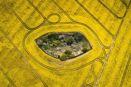 Aerial view of vibrant rapeseed field with beautiful patterns in the countryside, Mon island, Denmark.