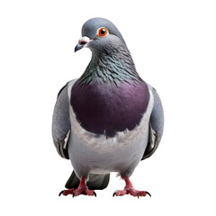 Pigeon isolated on transparent background.