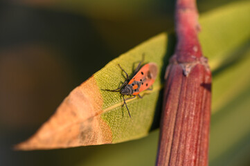 Colorful insect resting on vibrant green leaf in a serene garden during golden hour