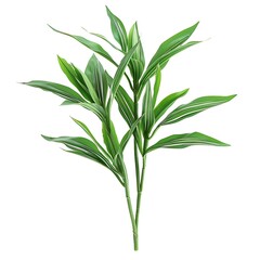 Obraz premium Beautiful lily flower with drops of water on a white background