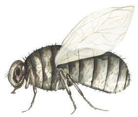 watercolor hand drawn fly illustration, children educational clipart, graphic insect life growth print