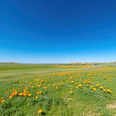 Obraz premium Vibrant Orange Wildflowers Blooming Across a Rolling Green Landscape Under Clear Blue Sky