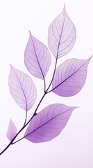 Fototapeta premium Delicate Purple Leaf Veins on White Background