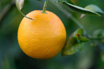 Bright orange fruit hanging from a lush green tree in a sunlit orchard