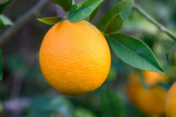 Vibrant orange hangs from a lush tree in a sunlit orchard