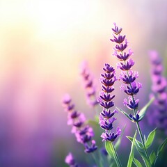 Fototapeta premium Delicate Lavender Blooms Bathed in Soft Morning Light Amidst Nature's Serenity