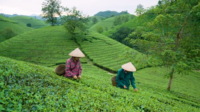 Vietnamese workers picking fresh tea leaves at a tea plantation in Long Coc, Vietnam