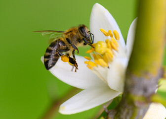Buzzing bee collects nectar from delicate white flower under bright sunlight