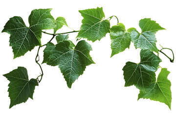 Detailed Closeup of a Single Grape Leaf
