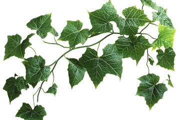 Vine leaves on a vine branch, isolated against a white background