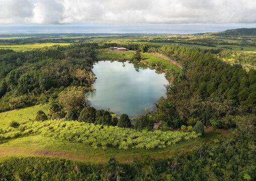Aerial view of serene lake reflecting lush tea plantation and fern trees, Bois Cherie, Mauritius.