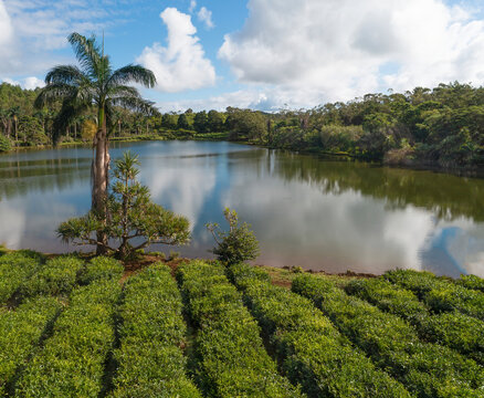 Aerial view of serene lake reflecting lush tea plantations and greenery, Bois Cherie, Mauritius.