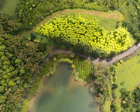 Aerial view of serene lake reflecting lush tea plantations and fern trees, Bois Cherie, Mauritius.