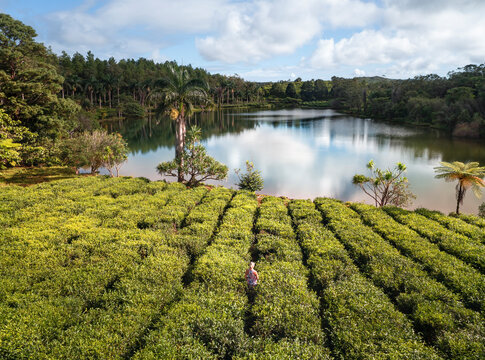 Aerial view of serene lake reflecting lush tea plantation and fern trees with a woman, Bois Cherie, Mauritius.