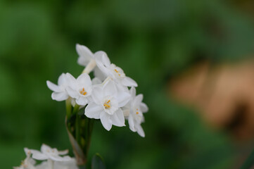 Delicate white flowers bloom gracefully in a serene garden setting during the warm afternoon light