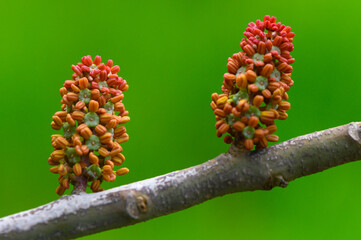 Obraz premium Unique floral structures emerging on branches amidst vibrant green backdrop in nature's embrace