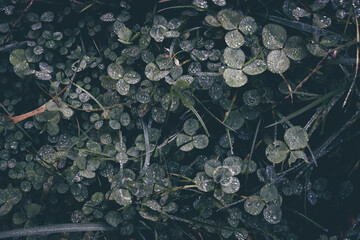 Close-up of clover leaves and grass covered with dew drops, creating a fresh, moody, and natural atmosphere.