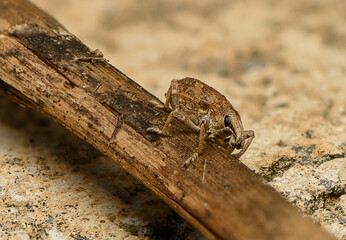 Unique insect resting on a wooden branch in a vibrant natural environment