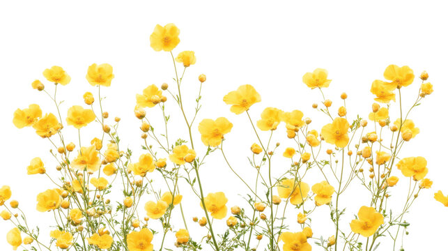 Fototapeta Flower transparent background