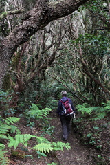 Wanderungen im Nebelwald im Nordosten der Insel Teneriffa sind sehr reizvoll