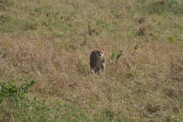 A solitary cheetah wanders on the expansive savanna of Maasai Mara, Kenya, its keen eyes scanning the golden plains in search of prey