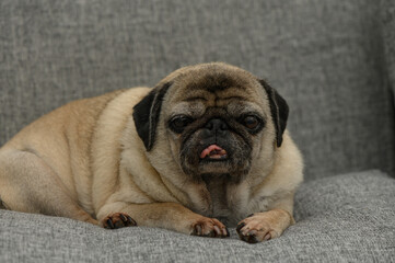 Charming pug relaxes on a cozy gray couch with a playful expression during a calm afternoon at home