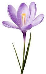 Naklejka premium PNG Purple crocus flower petals plant photography.