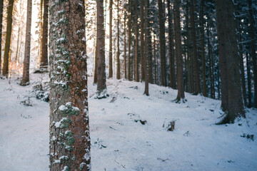 Fototapeta premium Schwarzwald im Winter bei Sonnenschein