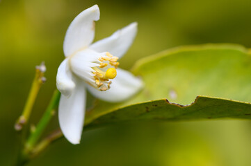 Fototapeta premium Delicate white flower blooms amidst vibrant green leaves in serene nature setting
