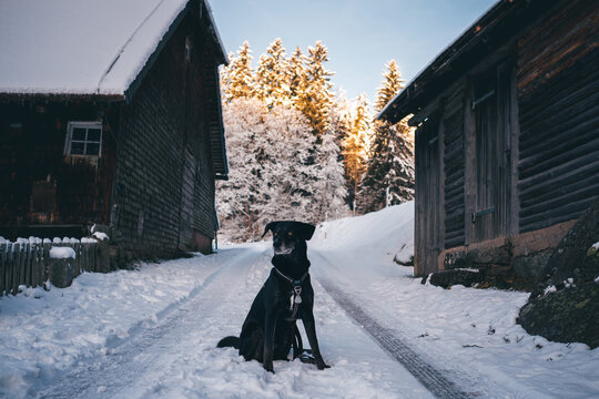 Hund im Schwarzwald vor Haus bei Sonnenschein im Winter