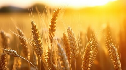 Fototapeta premium Golden Wheat Ears Under Bright Sunlight in a Scenic Field at Sunset, Capturing Nature's Beauty and Harvest Time Bliss