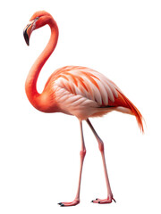 Obraz premium Flamingo walking gracefully with vivid pink feathers against a transparent background