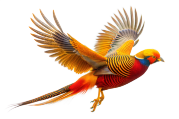 Colorful bird in mid-flight showcasing vibrant feathers and dynamic colors against a transparent background