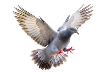 Fototapeta premium Beautiful blue pigeon in mid-flight displaying vibrant feathers with outstretched wings against a transparent background