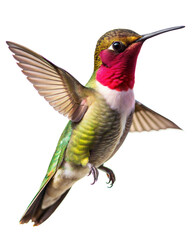 Fototapeta premium Colorful hummingbird in mid-flight displaying vibrant plumage and detailed features